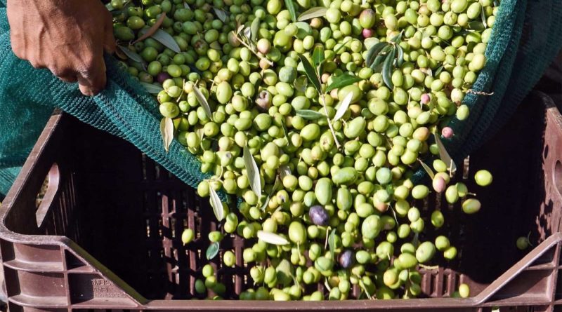 olive al mosto
