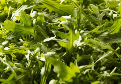 Rucola