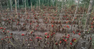 Pomodoro cannellino Flegreo, una star tra scavi di Cuma