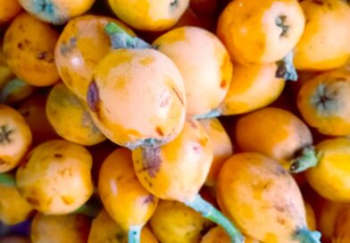 Nespole: i frutti di buon augurio