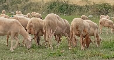 Norma, il borgo delle pecore del buon pecorino
