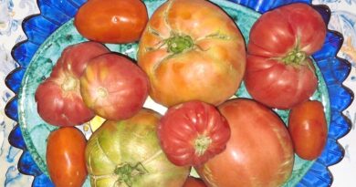 Il pomodoro oro per la salute