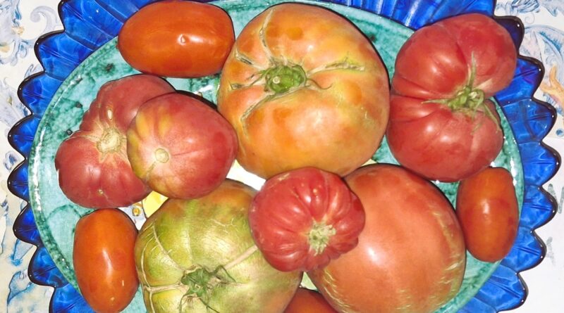 Il pomodoro oro per la salute