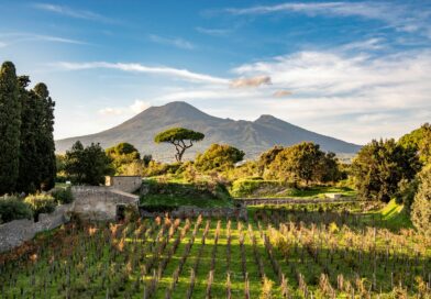Vendemmia a Pompei, il nettare di 14 vigneti