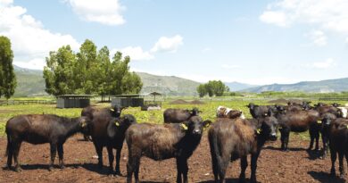 Mozzarella, a Sorrento il World Buffalo Congress