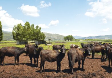 Mozzarella, a Sorrento il World Buffalo Congress